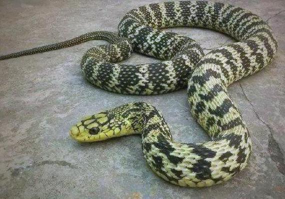 哪个省的王锦蛇品种最好？-图2