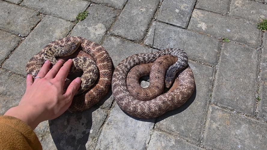 哪个省的王锦蛇品种最好？-图3