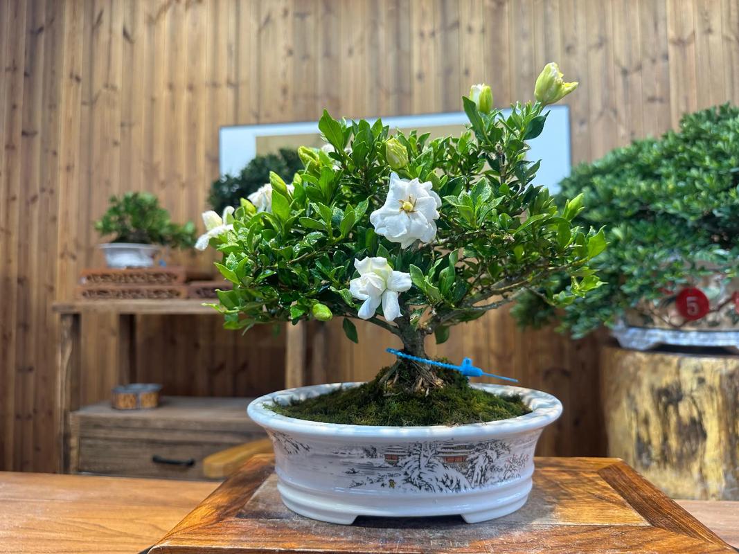 栀子花哪个品种最好养?-图1 栀子花哪个品种最好养?-图1