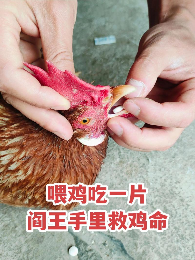 肉鸡鸡病防治视频，如何有效预防与治疗？-图3