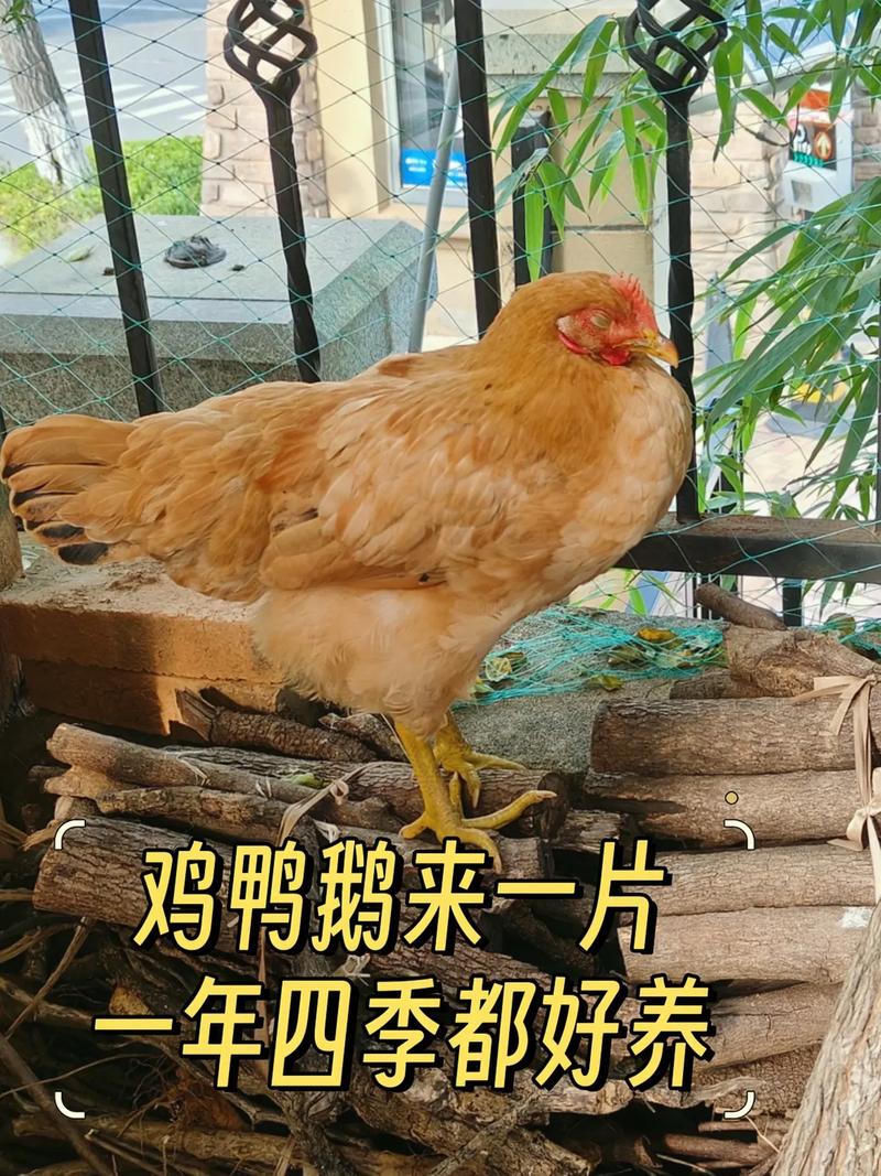 肉鸡鸡病防治视频，如何有效预防与治疗？-图2