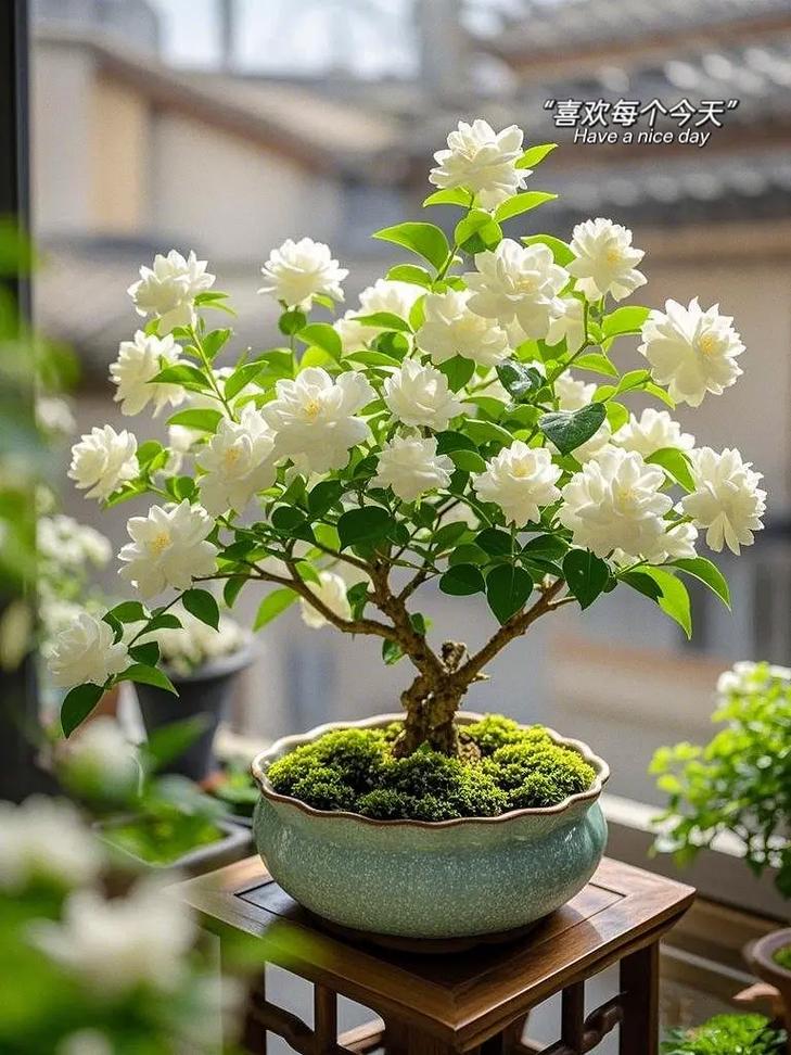 茉莉花哪个品种最香?-图2 茉莉花哪个品种最香?-图2