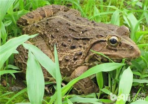 虎纹蛙雌雄价格差异大，销售市场如何？-图2