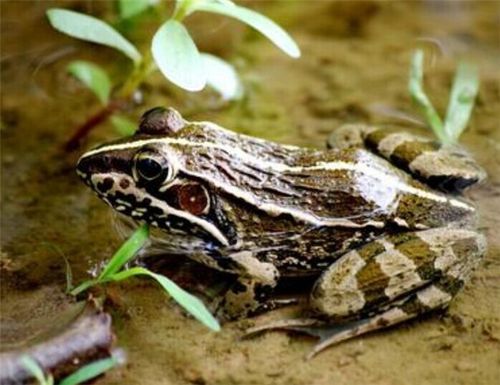虎纹蛙雌雄价格差异大，销售市场如何？-图1
