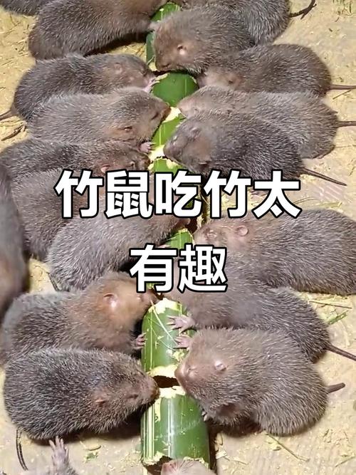 竹鼠吃哪个品种的竹孑-图3