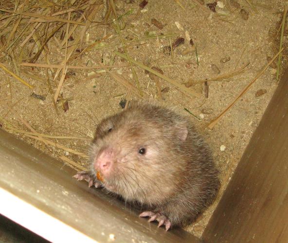 竹鼠吃哪个品种的竹孑-图2