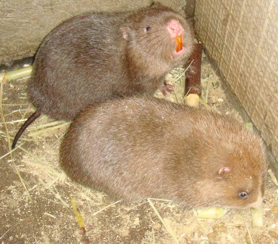 竹鼠吃哪个品种的竹孑-图1