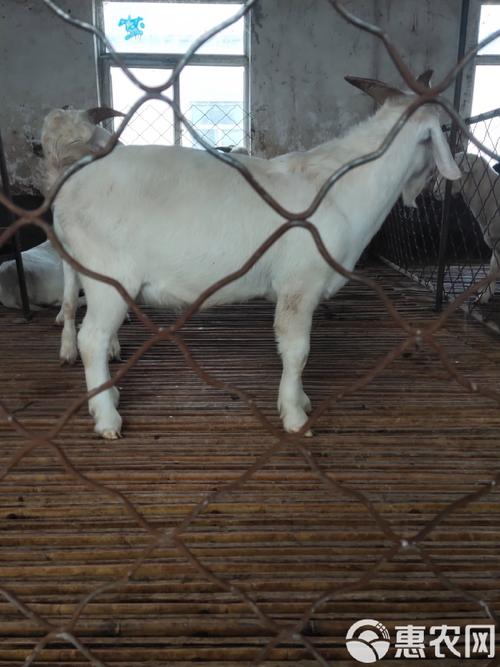 胚胎移植技术养羊,利弊如何?-图3 胚胎移植技术养羊,利弊如何?-图3