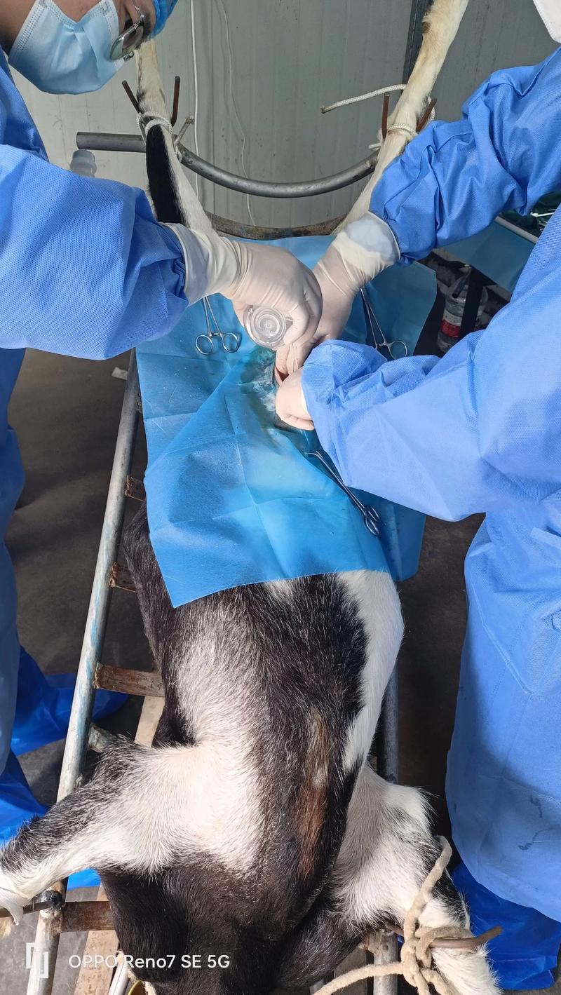 胚胎移植技术养羊,利弊如何?-图1 胚胎移植技术养羊,利弊如何?-图1