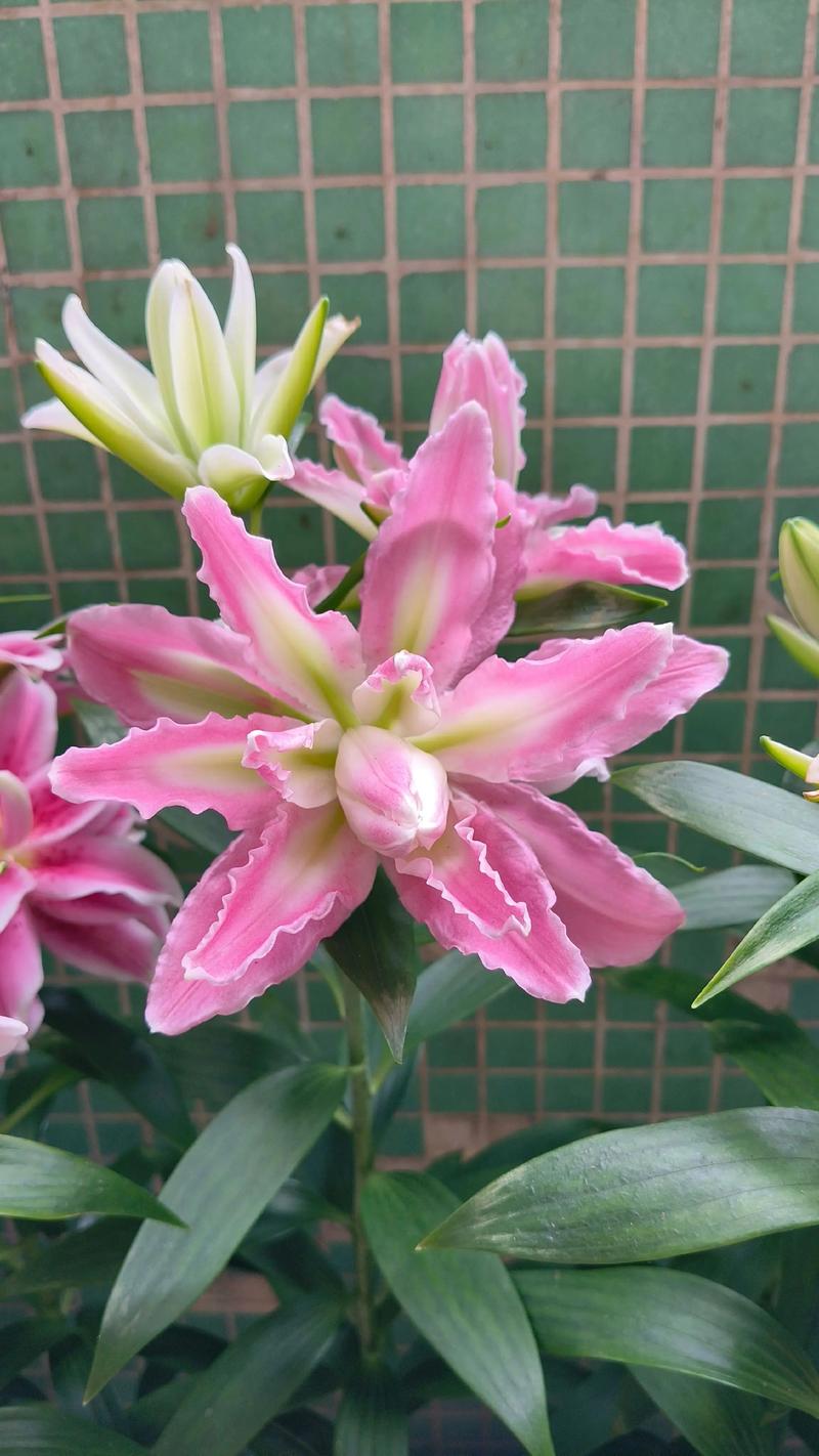 什么品种的百合长得高-图3