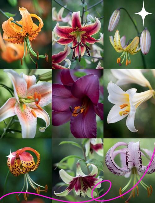 什么品种的百合长得高-图2 什么品种的百合长得高-图2