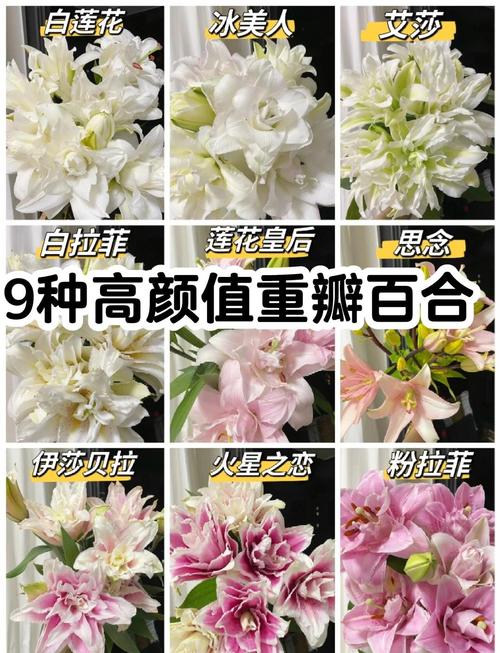 什么品种的百合长得高-图1 什么品种的百合长得高-图1
