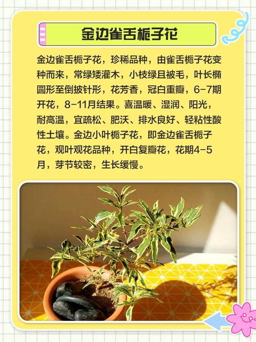 栀子花品种有多少种?-图1 栀子花品种有多少种?-图1