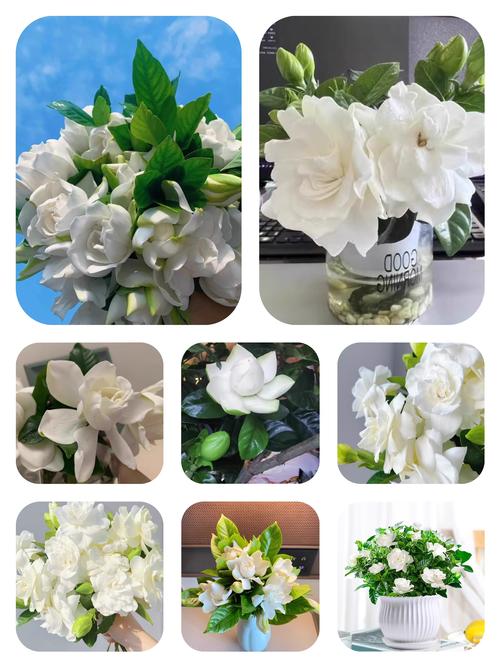 栀子花品种有多少种?-图2 栀子花品种有多少种?-图2