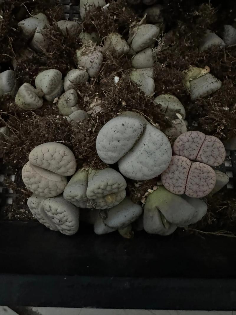 哪些生石花品种最适合新手养护?-图3 哪些生石花品种最适合新手养护?-图3