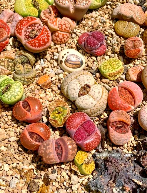 哪些生石花品种最适合新手养护?-图1 哪些生石花品种最适合新手养护?-图1