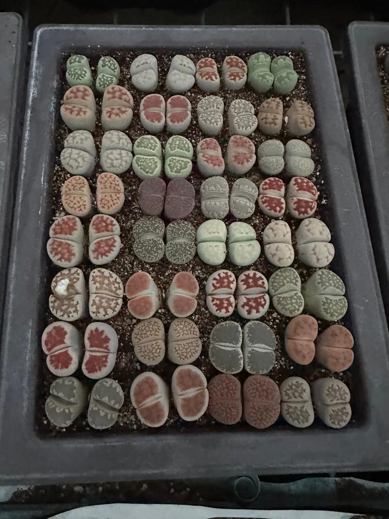 哪些生石花品种最适合新手养护?-图2 哪些生石花品种最适合新手养护?-图2