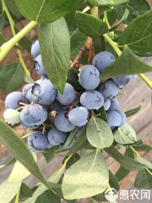 蓝莓的最新品种有哪些-图3