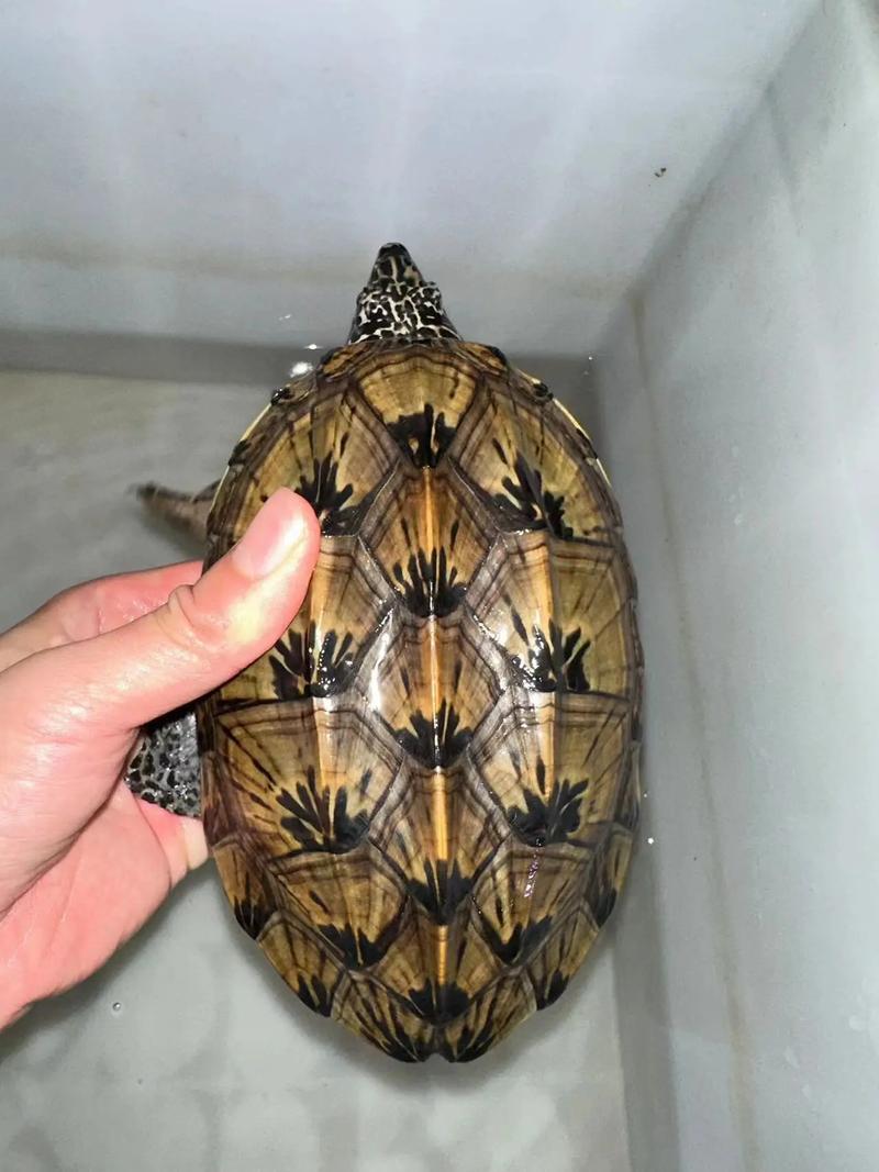 墨西哥蛋龟2025价格-图1 墨西哥蛋龟2025价格-图1