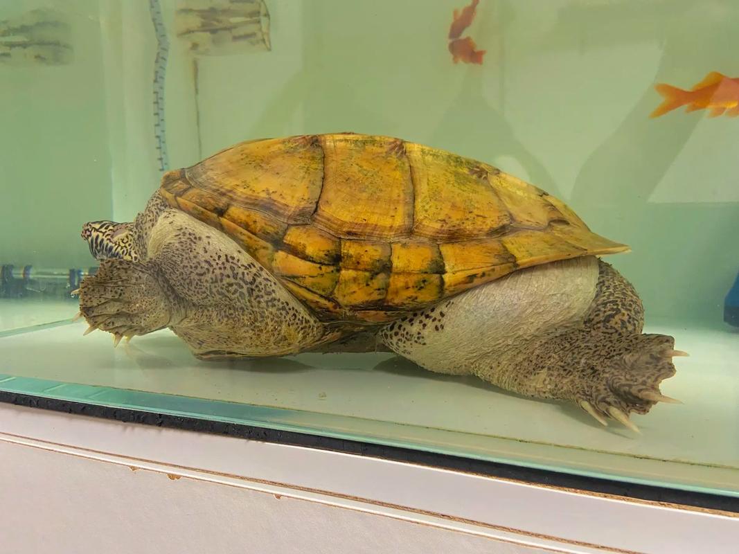 墨西哥蛋龟2025价格-图3 墨西哥蛋龟2025价格-图3