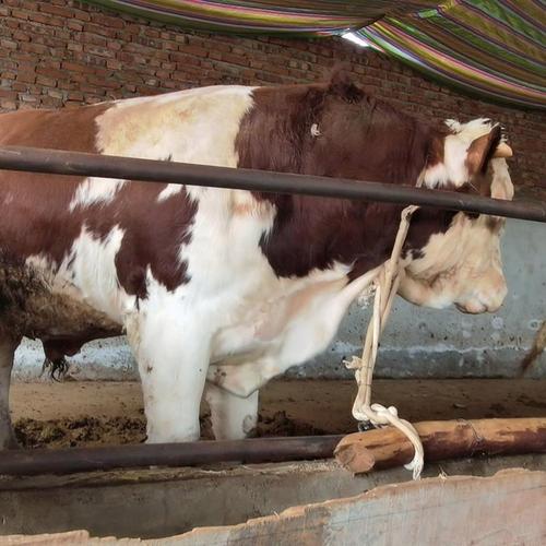 四川凉山牛是哪个独特品种?-图1 四川凉山牛是哪个独特品种?-图1