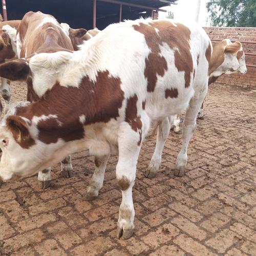 四川凉山牛是哪个独特品种?-图3 四川凉山牛是哪个独特品种?-图3