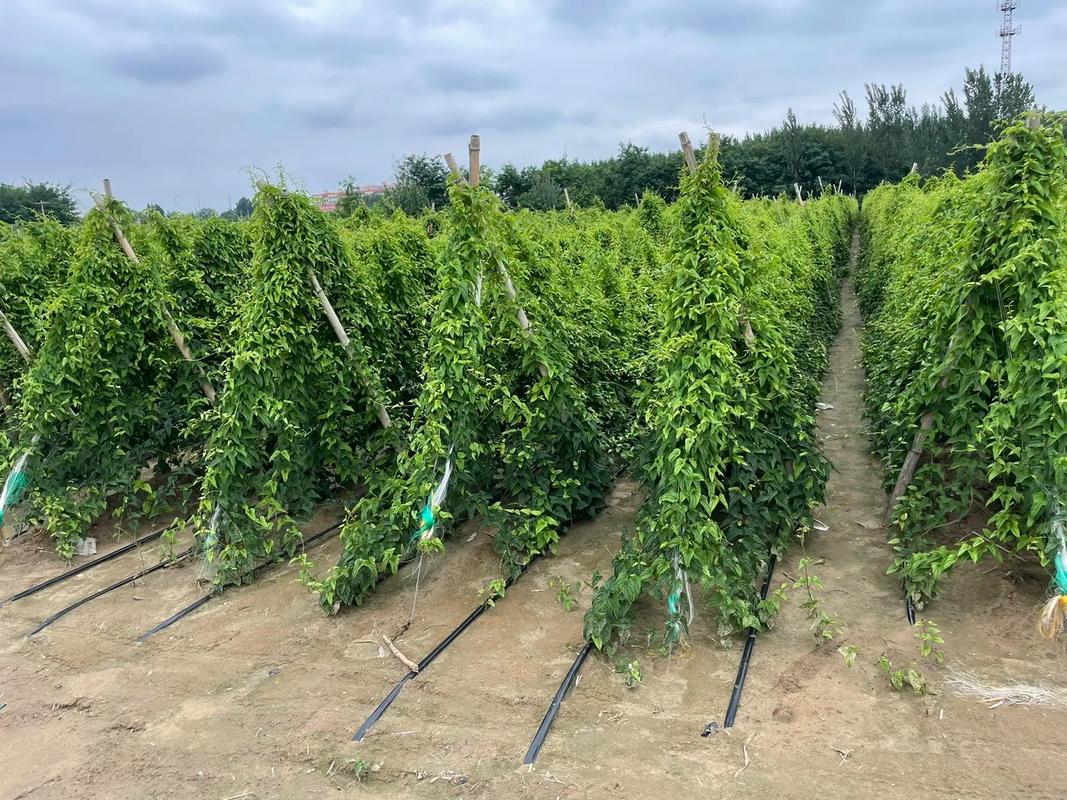 山药横栽培新技术视频，横着种咋高产？-图2