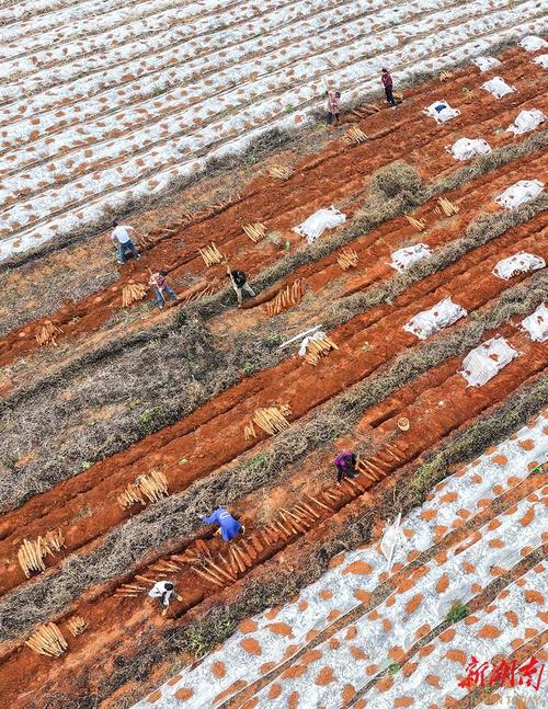 山药横栽培新技术视频，横着种咋高产？-图1