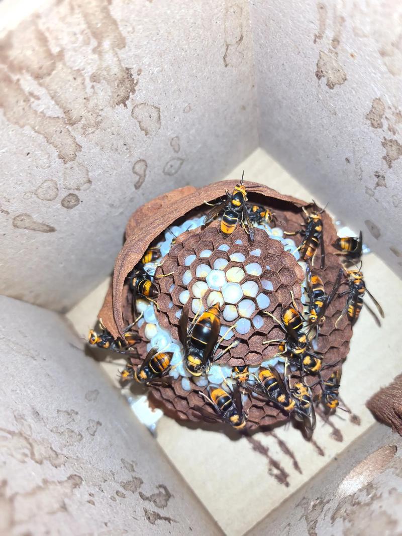 农广天地马蜂放养技术有哪些要点?-图1 农广天地马蜂放养技术有哪些要点?-图1