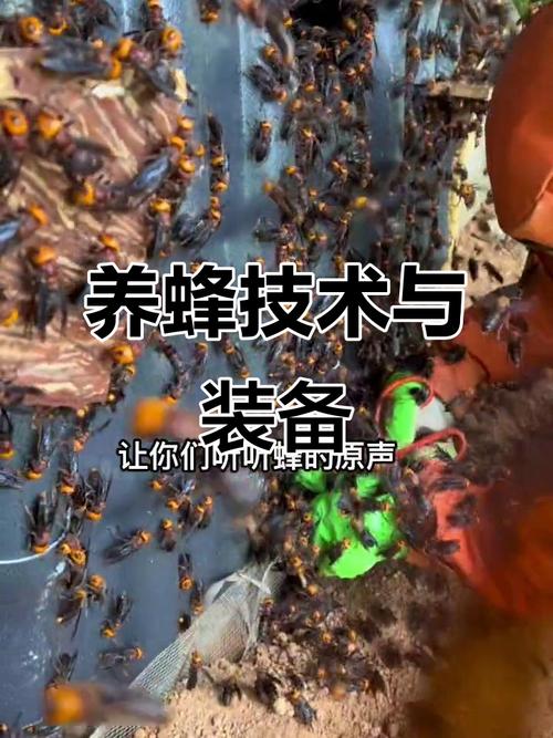 农广天地马蜂放养技术有哪些要点?-图3 农广天地马蜂放养技术有哪些要点?-图3