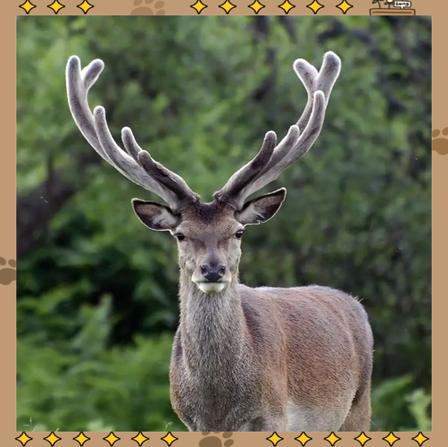 马鹿与梅花鹿杂交,新种有何特性?-图3 马鹿与梅花鹿杂交,新种有何特性?-图3