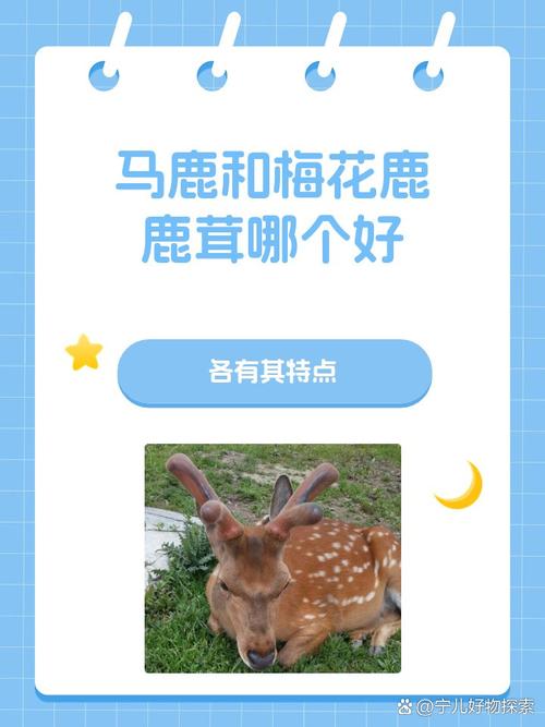 马鹿与梅花鹿杂交,新种有何特性?-图2 马鹿与梅花鹿杂交,新种有何特性?-图2