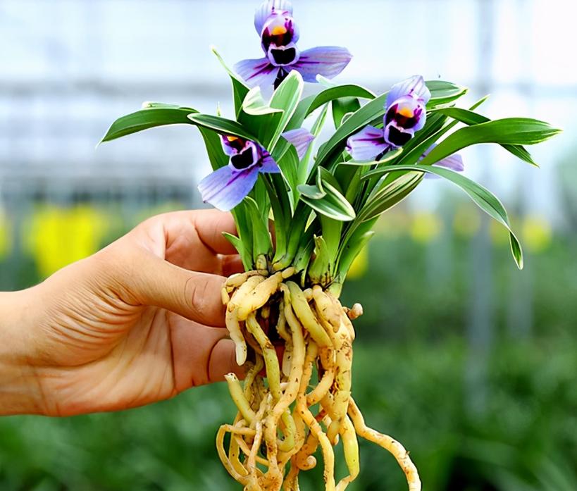 两朵花的兰花是什么品种?-图3 两朵花的兰花是什么品种?-图3