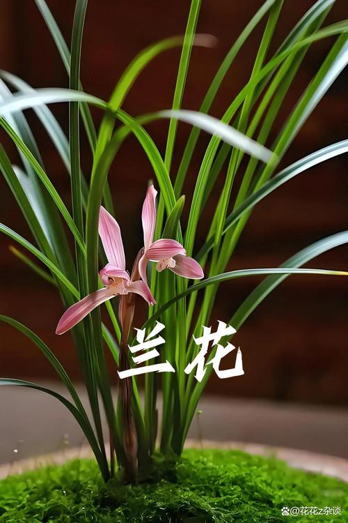 两朵花的兰花是什么品种?-图2 两朵花的兰花是什么品种?-图2