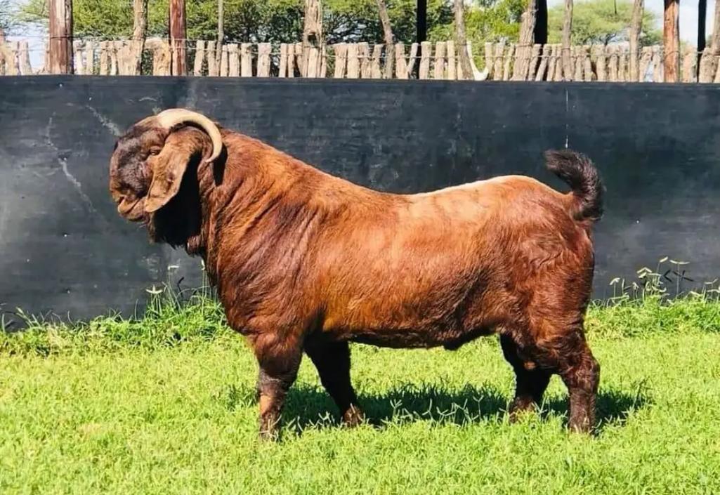 大品种羊选种,体型外貌还是生产性能优先?-图2 大品种羊选种,体型外貌还是生产性能优先?-图2