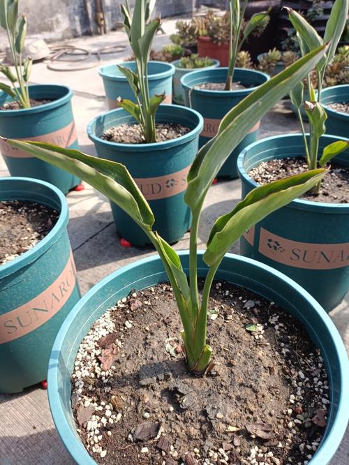 鹤望兰花栽培视频,关键技巧有哪些?-图3 鹤望兰花栽培视频,关键技巧有哪些?-图3