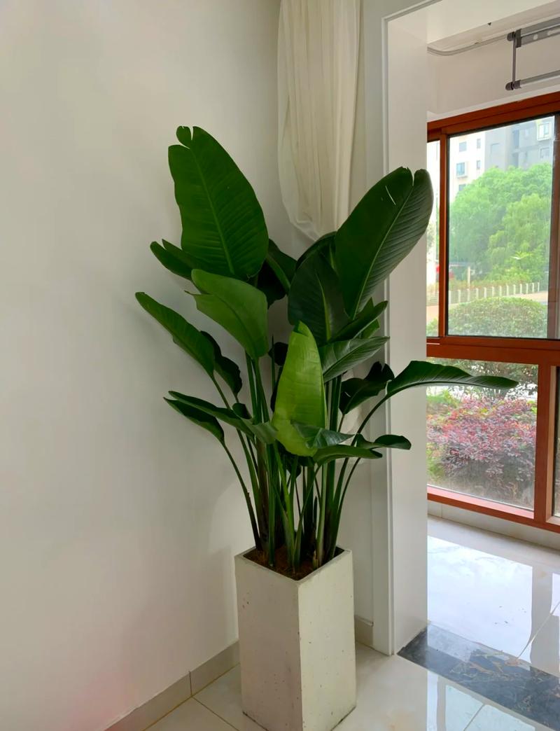 鹤望兰花栽培视频,关键技巧有哪些?-图1 鹤望兰花栽培视频,关键技巧有哪些?-图1