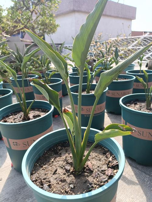 鹤望兰花栽培视频，关键技巧有哪些？-图2