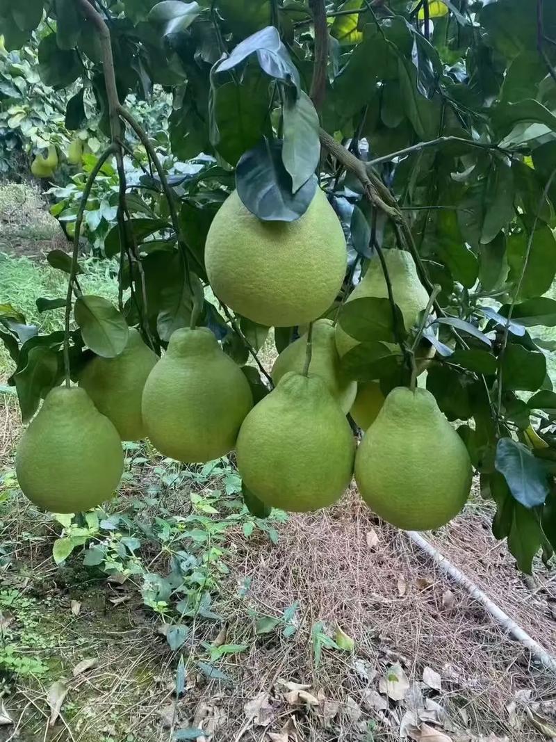 沙田柚哪个品种更好?-图2 沙田柚哪个品种更好?-图2