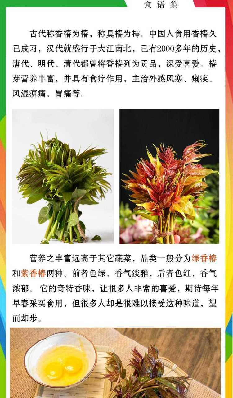 香椿变异新品种邓志勇有何独特优势?-图1 香椿变异新品种邓志勇有何独特优势?-图1