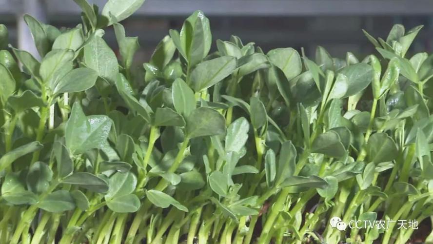 香椿变异新品种邓志勇有何独特优势?-图3 香椿变异新品种邓志勇有何独特优势?-图3