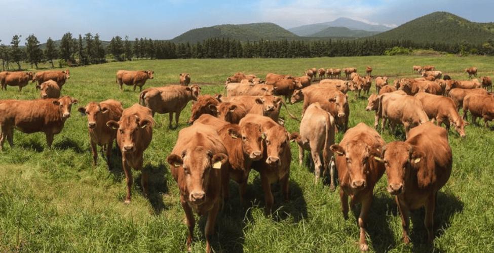 中国五大黄牛品种产地分布有何特点?-图2 中国五大黄牛品种产地分布有何特点?-图2