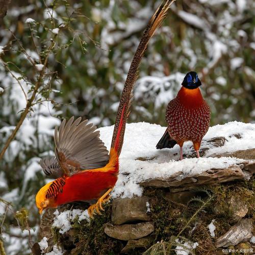 四川锦鸡是何种珍禽品种?-图2 四川锦鸡是何种珍禽品种?-图2
