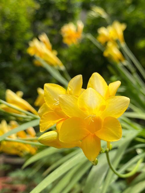 哪种香雪兰品种最香？-图1