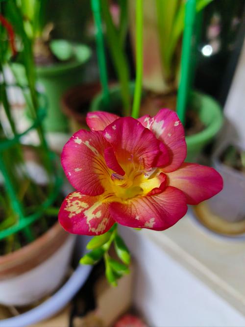 哪种香雪兰品种最香？-图2