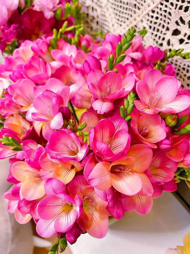 哪种香雪兰品种最香？-图3