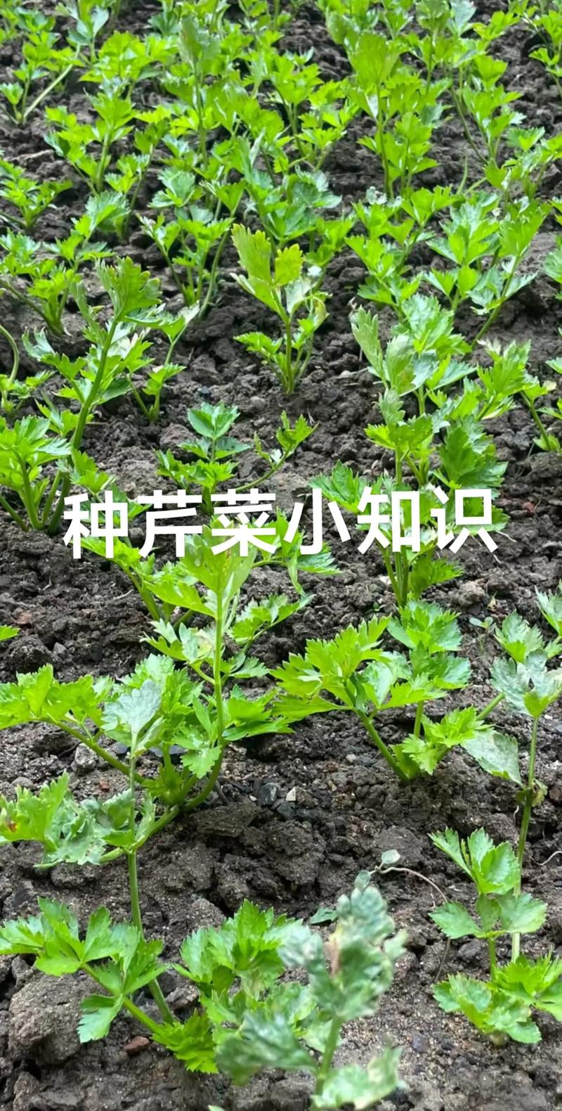 家庭芹菜怎么种才能高产?-图2 家庭芹菜怎么种才能高产?-图2
