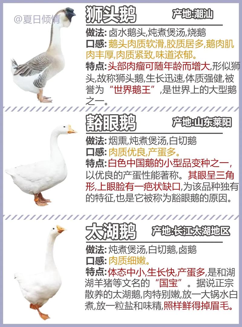 大种鹅与小品种鹅区别在哪？-图3