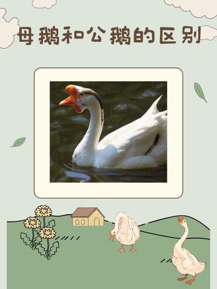 大种鹅与小品种鹅区别在哪？-图2