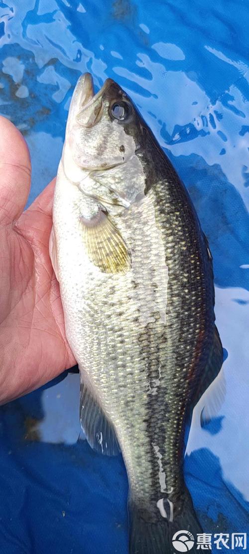 加州鲈鱼人工繁殖技术关键点在哪?-图2 加州鲈鱼人工繁殖技术关键点在哪?-图2